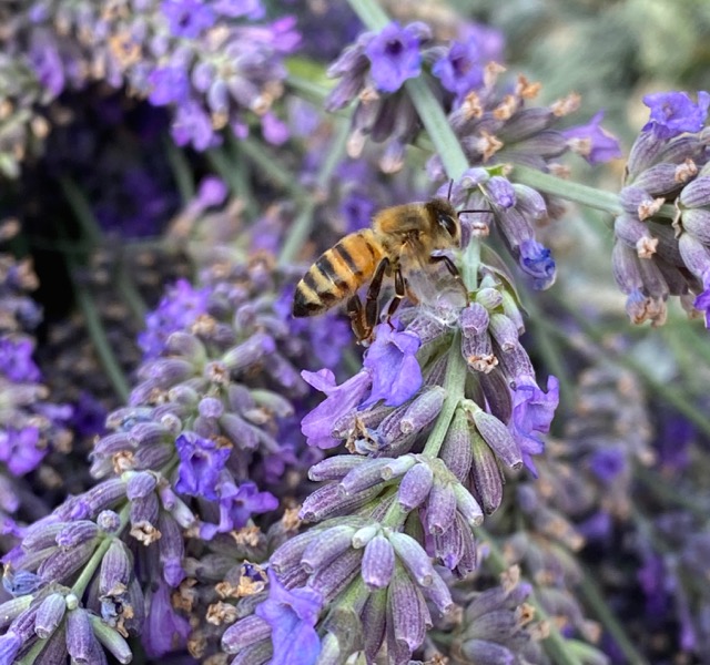 Kelowna Bees Rock Honey and Lavender Farm