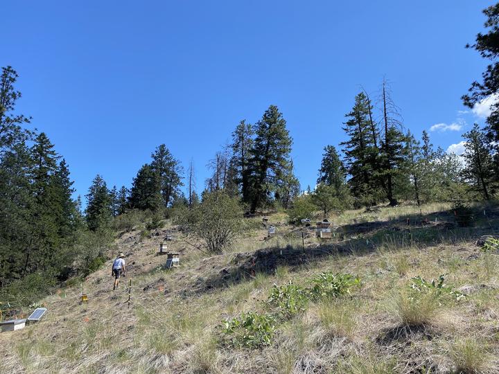 Kelowna Bees Rock Honey and Lavender Farm