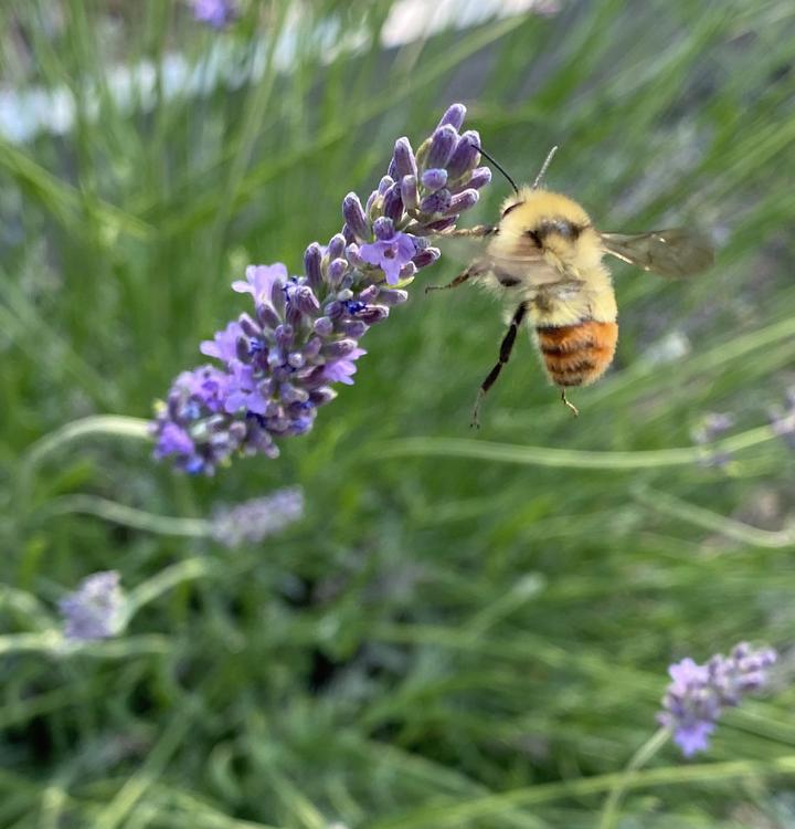 Kelowna Bees Rock Honey and Lavender Farm